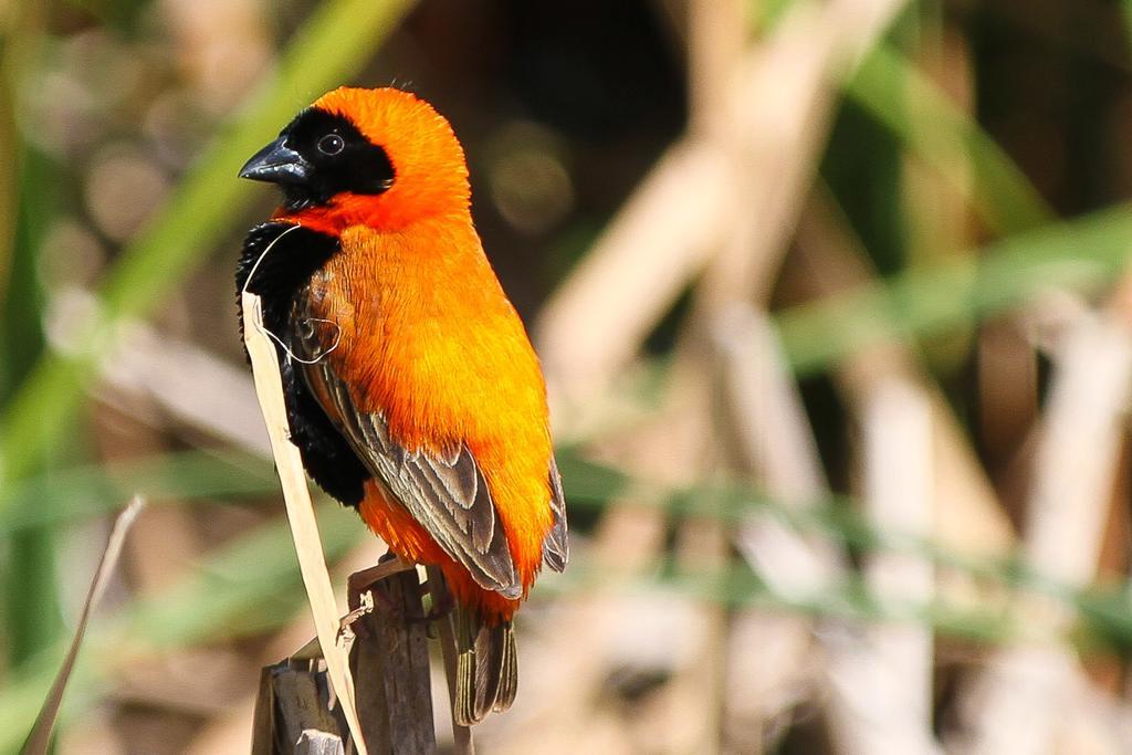 Thali Thali Game Lodge Langebaan Zewnętrze zdjęcie