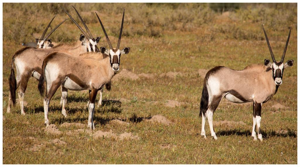 Thali Thali Game Lodge Langebaan Zewnętrze zdjęcie