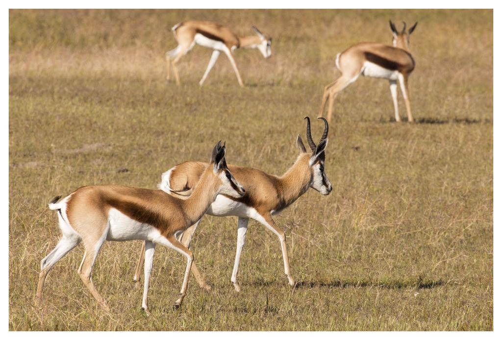 Thali Thali Game Lodge Langebaan Zewnętrze zdjęcie