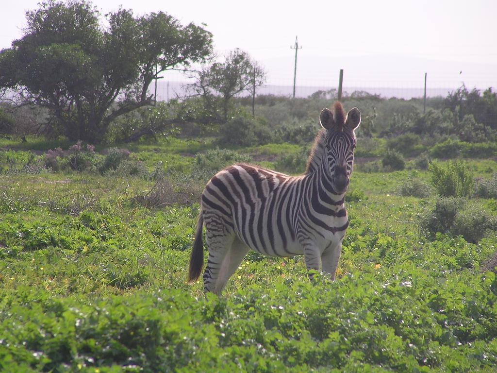 Thali Thali Game Lodge Langebaan Zewnętrze zdjęcie