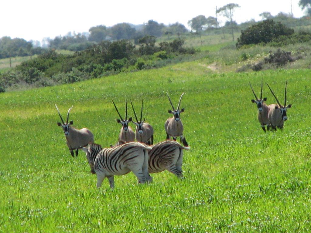 Thali Thali Game Lodge Langebaan Zewnętrze zdjęcie